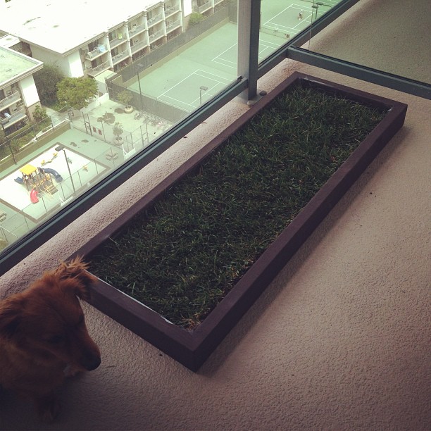 how to potty dogs indoors indoor grass potty and the city los angeles how to potty dogs indoors indoor grass potty and the city los angeles