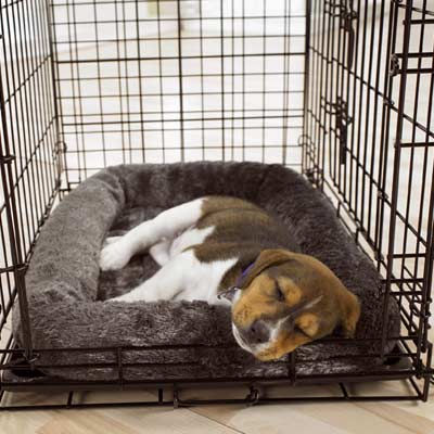 Puppy Crate Training, why it works - Doggy and the City - Los Angeles