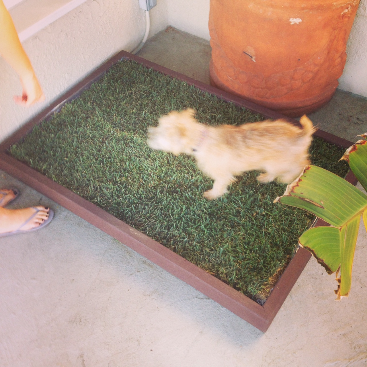 Building your own grass dog potty box - Doggy and the City