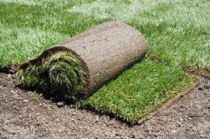 Dog potty grass on rainy days