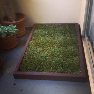 Dog grass pad subscription in Orange County