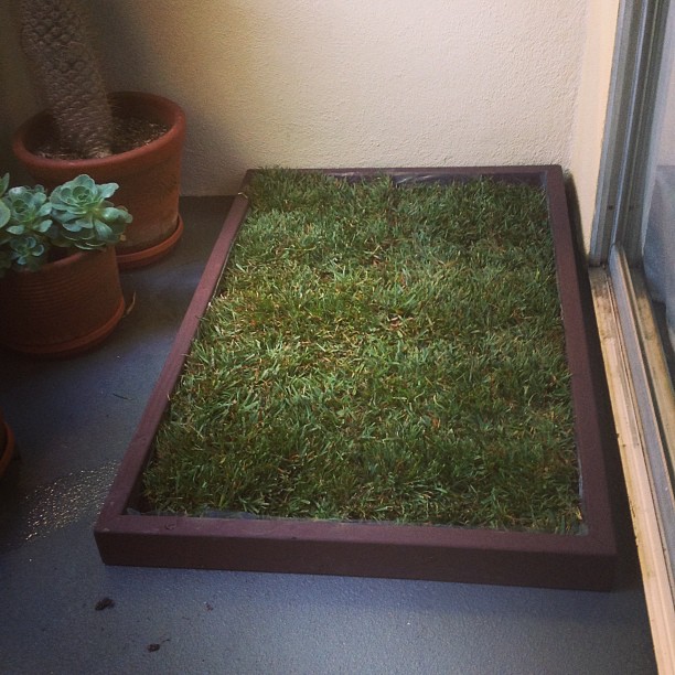 fake grass litter box