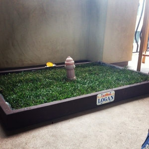 dog grass pad subscription in Orange County