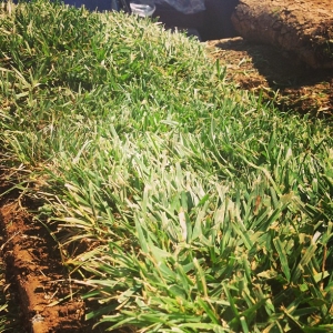 Fresh green grass. From the farm to your door the same day!