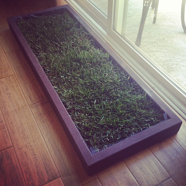 Grass for dogs in Apartments