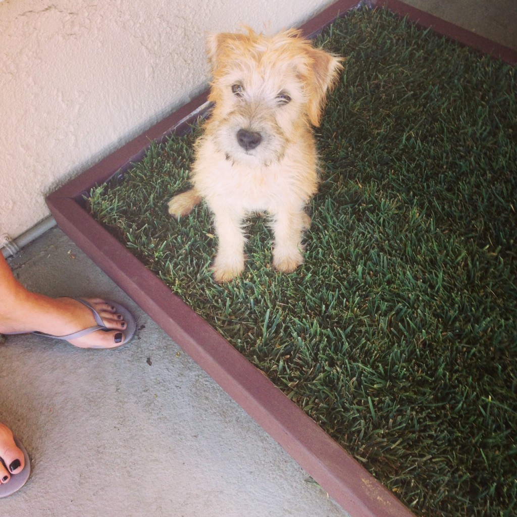 Real Grass Dog Potty Training