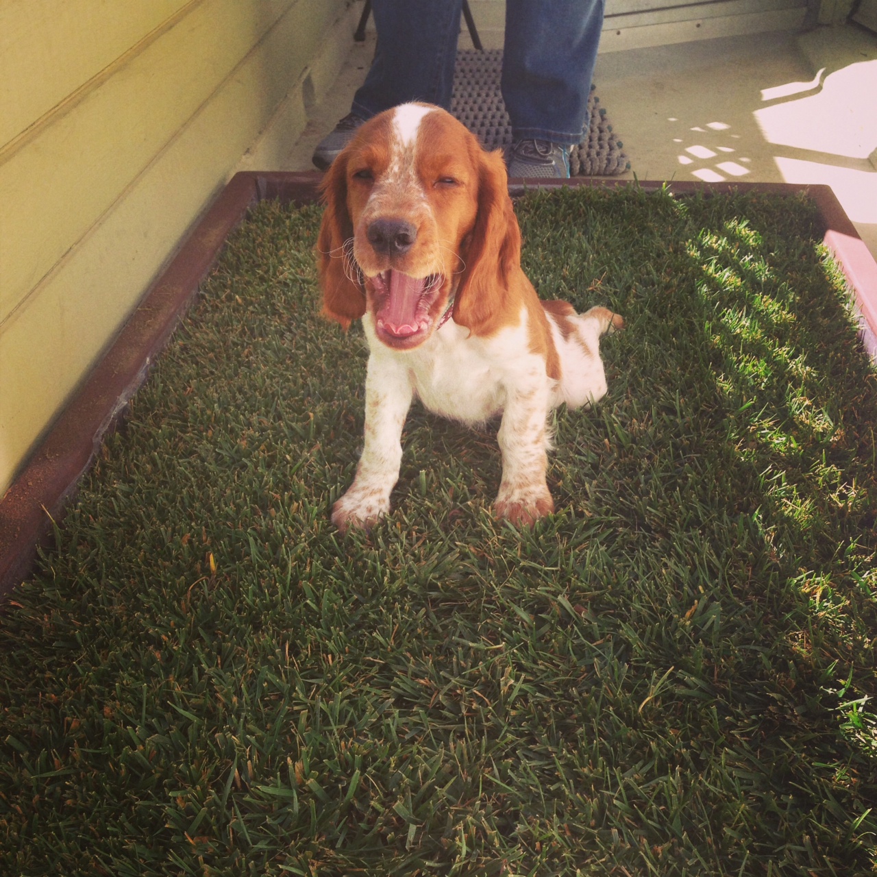 Grass patch for apartment dogs cheap