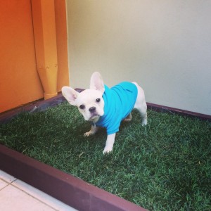 Dog Grass Pad for Balcony