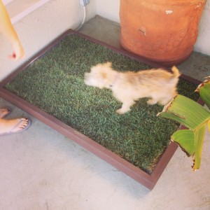 Grass Filled Litter Box for your Dog