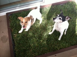 puppy litter box training