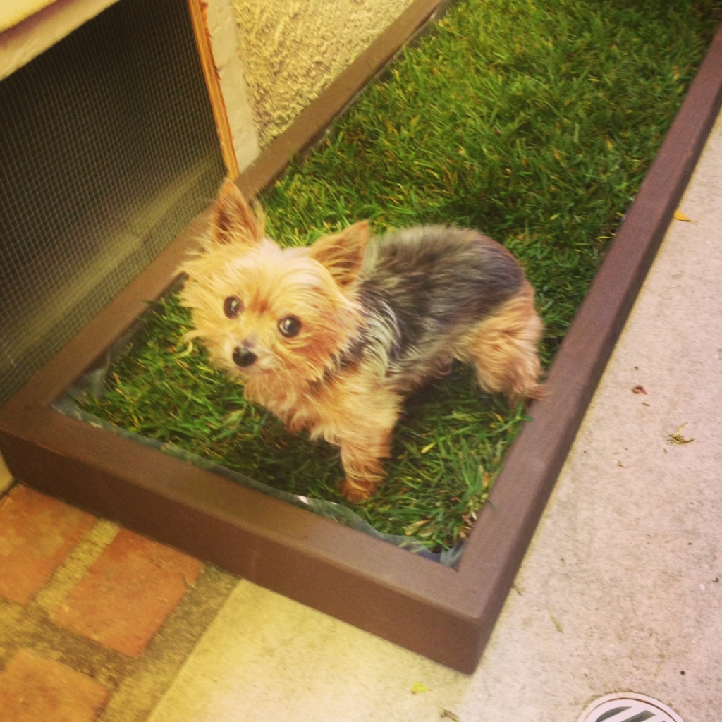 Dog Litter Box Grass