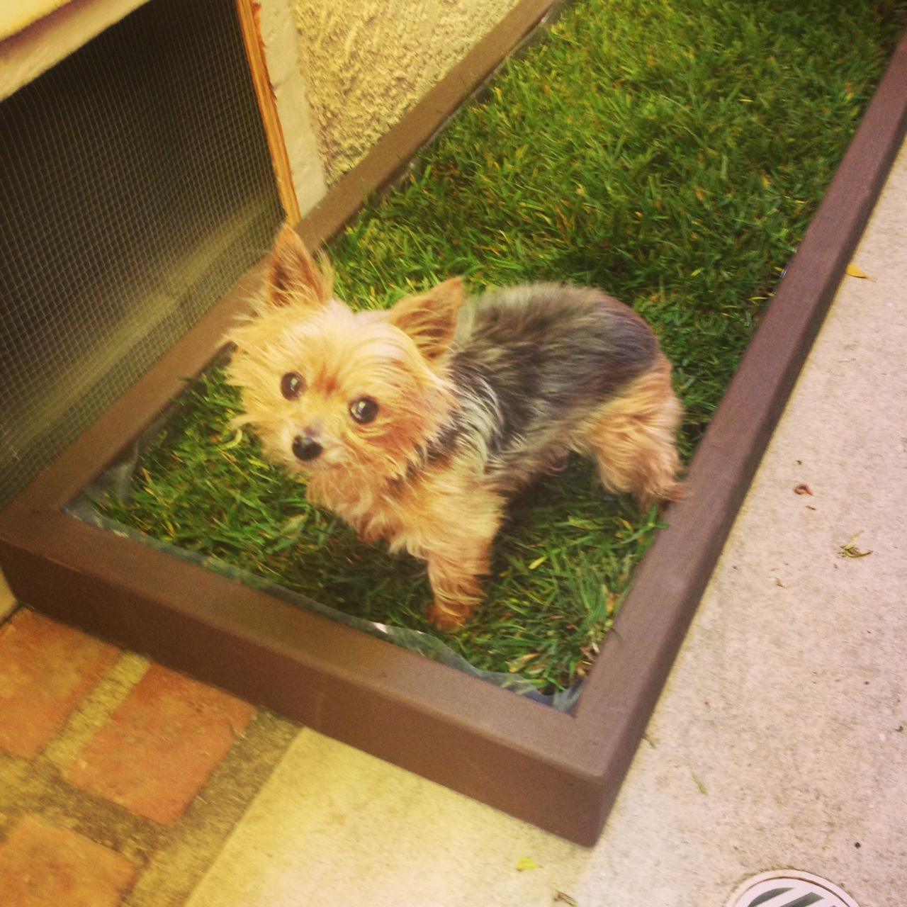 dog using litter box