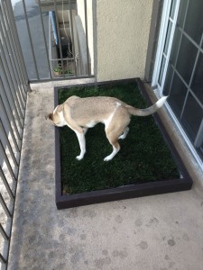 Training a dog to use a litter box