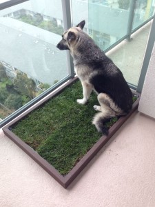 Large Dog Litter Box