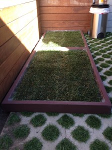 Dog Grass Delivery in West Hollywood