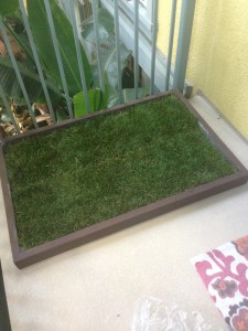 dog grass pad subscription