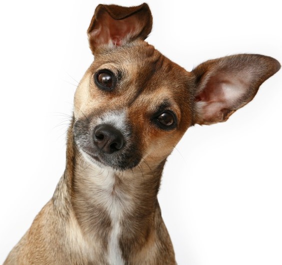 Dogs read facial expressions in new study! - Doggy and the City