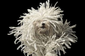 Tim Flach Dogs