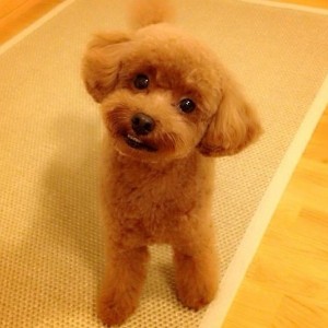 Pino the Toy Poodle on Instagram