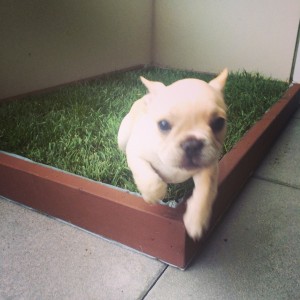 Dog grass delivery for dog potty training