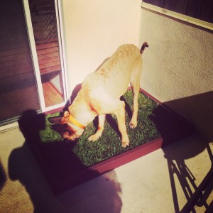 Grass dog potty for large dogs